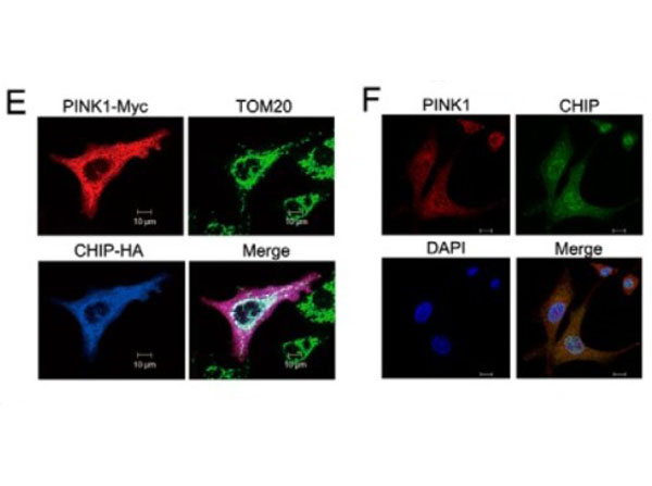 Immunofluorescence of Anti-HA Epitope Tag Antibody DyLight™405 Conjugated